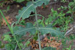 Clasping milkweed